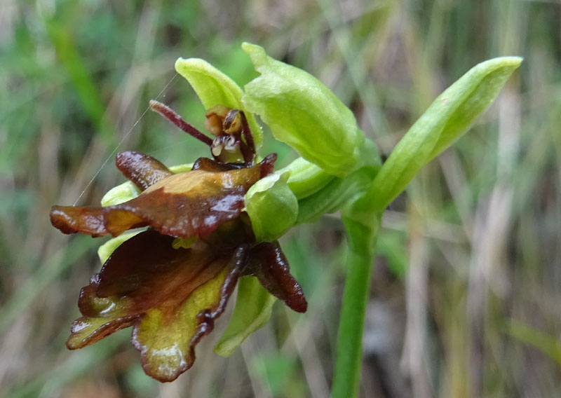 Lusus ? aberrazione ?....lusus di Ophrys insectifera